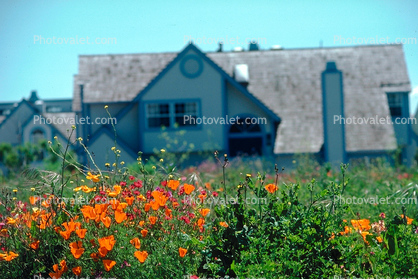 California Poppy Flower, Home, House, Garden