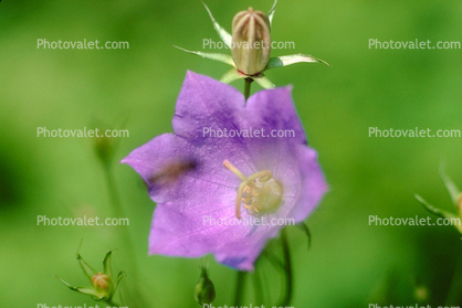 tiny Purple flower