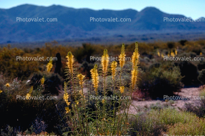 Desert Flowers, field