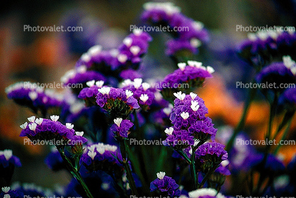 Tiny Flowers, small