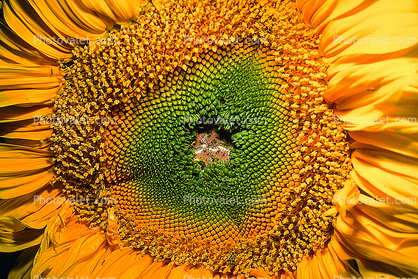 Sunflower, fractal center