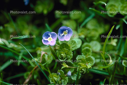 Tiny Flowers