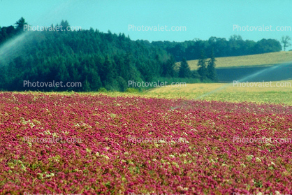Flower Fields, Oregon