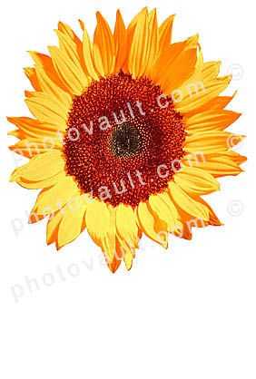 Sunflower, photo-object, object, cut-out, cutout