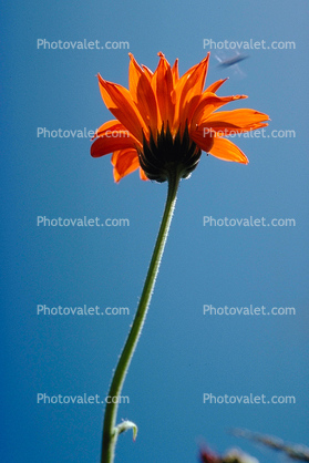 Flower Stem, Occidental, California