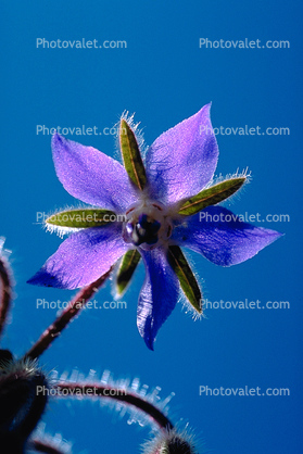Shooting Star Flower, Occidental, California, Starflower, fuzz