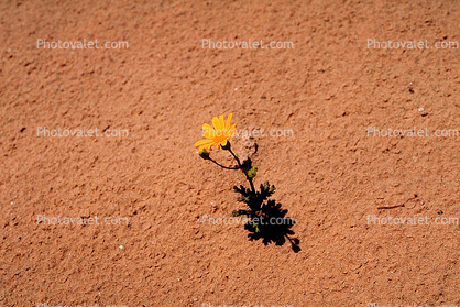 Tiny Flower in the Desert, Shadow, Utah