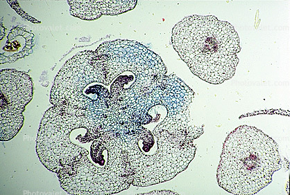 Flower Petal Cell, Microscopic