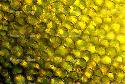 Daffodil, Flower Petal Cell, Microscopic