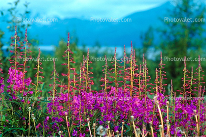 Fireweed, a.k.a. willow herb