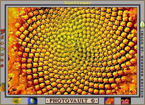 Sunflower, Symmetry, Geometric, Center, Spiral