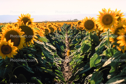 Sunflower, Fields