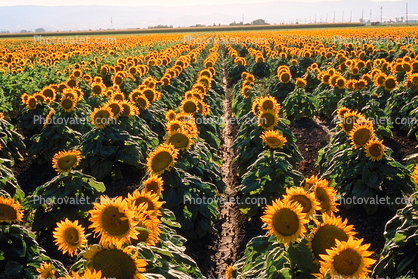Sunflower, Fields