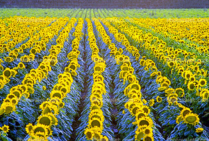 Rows Sunflower Plants, Field, Dixon California