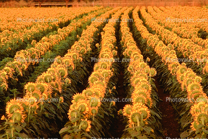 Rows of Sunflower Plants in a Field, Dixon California