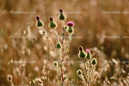 Star Thistle Plant, Starflower