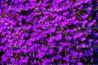 Deep Purple Flower Texture
