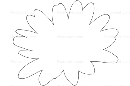 Daisy outline, line drawing, shape
