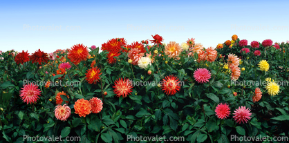 This photo is a perfect super hi resolution seamless continuous image, the edges fit perfectly, Dahlia, Panorama