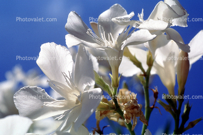 sinflower, Oleander, (Nerium Oleander), apocynaceae, poisonous flower