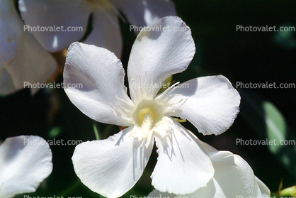 sinflower, (Nerium Oleander), apocynaceae, poisonous flower