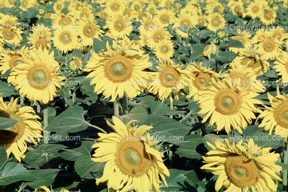 Field of Yellow Sunflowers