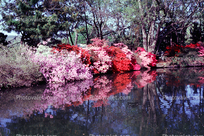 Garden, pond, Reflection