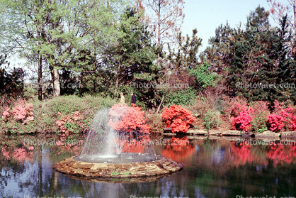 Reflection, Pond, Water, Garden
