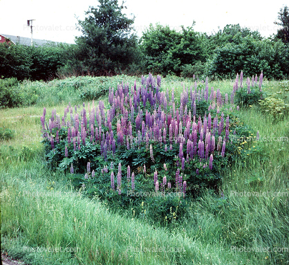 Garden, Lupine