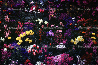 Deep Purple Flowers
