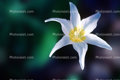 White Star Flower, Starflower, star