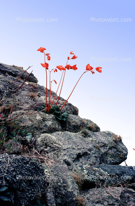 Flowers growing in a rock