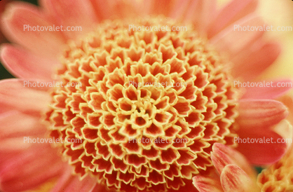The Domed Center of  Flower