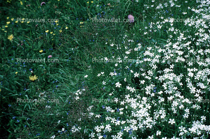 White Field of Flowers, Rue, Yellow Daisy