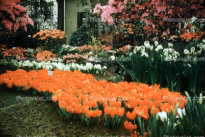 Tulips, Arboretum