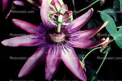 Purple Passion Flower, (Passiflora)