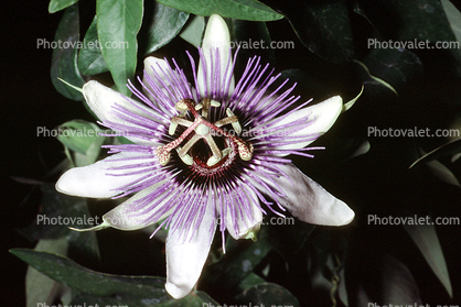 Purple Passion Flower, (Passiflora)