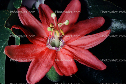 Red Purple Passion Flower, (Passiflora)