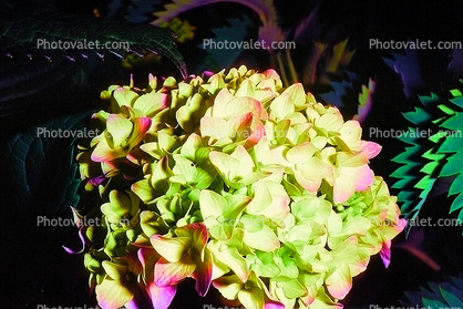 Hortensia flower, Hortensia, hydrangea 