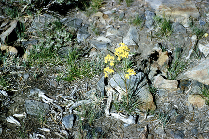 Flower in Rocks, desert