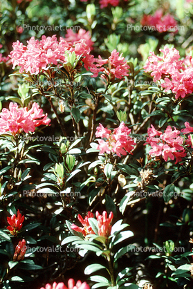 Rhodedendron