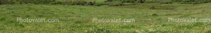 Grass Field, Bodega, Sonoma County, Panorama
