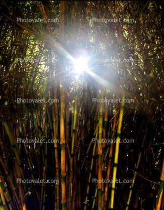 Sun peers through a thick bamboo forest