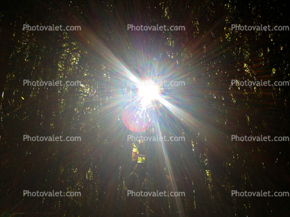 Sun peers through a thick bamboo forest