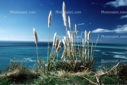 Pampas Grass, Pacific Ocean