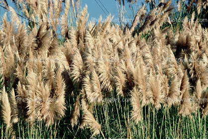Pampas Grass, Santa Cruz, California