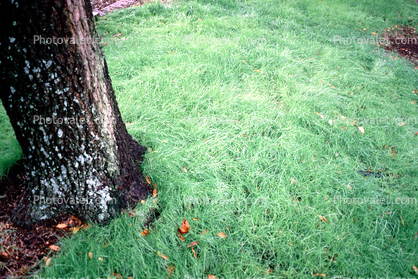 Lawn, Tree
