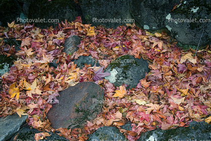 Fallen Leaves, Autumn, Rocks
