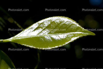 Shiny Green Leaf