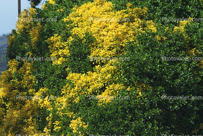 Yellow and green bush